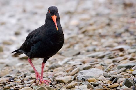 Austernfischer Vogelbilder