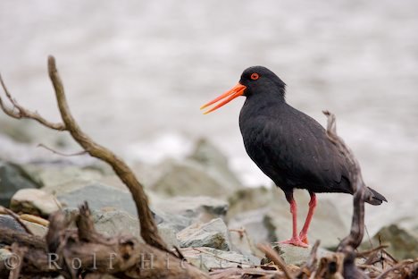 Austernfischer Vogelbilder Neuseeland