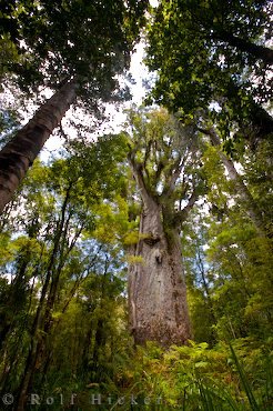 Baum Bild Te Matua Ngahere Neuseeland