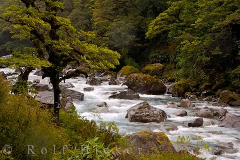 Baum Fluss Neuseeland Darran Mountains