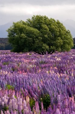 Baum In Lupinenfeld Neuseeland