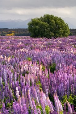 Baum Lupinenfeld Fiordland Nationalpark Neuseeland