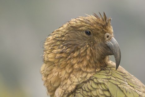 Bergpapagei Kea Neuseeland