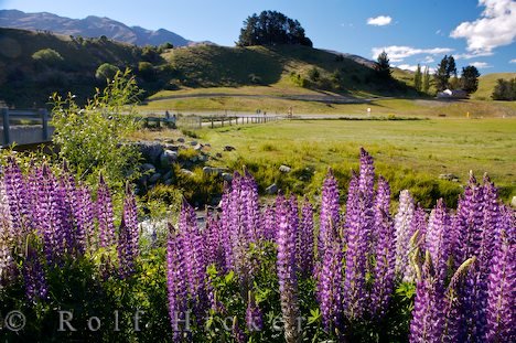 Blumen Wildnis Neuseeland Fotografie