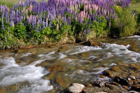 Blumenfotografie Lupinen Flussufer Neuseeland Reise