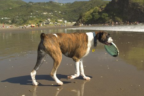 Boxer Hund