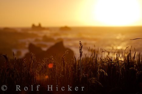 Cape Foulwind Gräser Sonnenuntergang