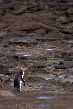 Catlins Neuseeland Gelbaugenpinguin