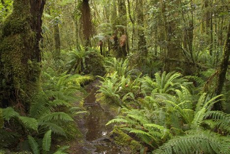 Geheimnisvoller Dichter Regenwald Neuseeland