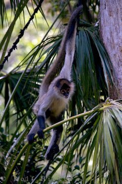 Geoffroy Klammeraffe Neuseeland