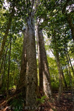 Kauri Baeume Waipoua Forest Neuseeland