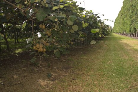 Kiwi Plantage Te Puke Neuseeland