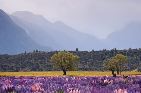 Landschaft Zum Träumen Lupinen Bäume Neuseeland
