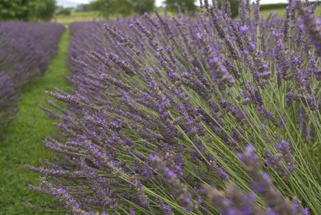 Lavendel Feld