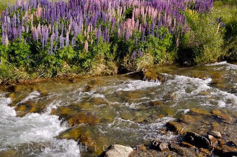 Lupinen Wildblumen Naturbilder Neuseeland Flussufer