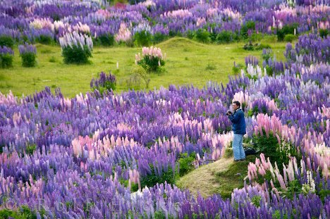 Lupinenpracht Fotograf Neuseeland