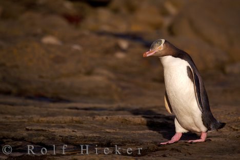 Megadyptes Antipodes Gefaehrdete Pinguinart