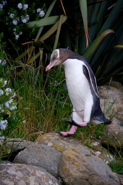 Suedwestlicher Pazifik Megadyptes Antipodes