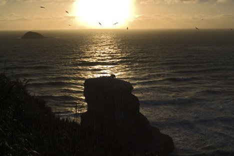 Sonnenuntergang Muriwai Beach Neuseeland