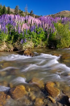 Naturfotografie Wildblumen Lupinen Neuseeland