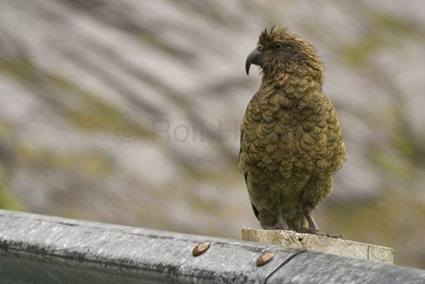 Nestor Notabilis Kea Bergpapagei