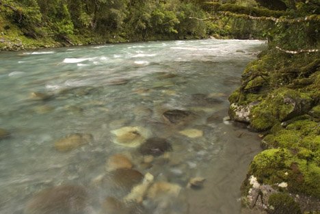 Neuseeland Klarer Fluss Fiordland