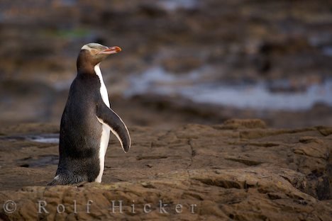 Strandspaziergang Neuseeland Pinguin
