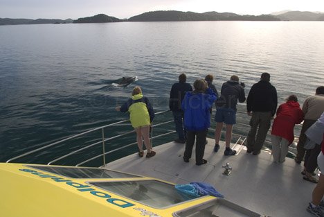 Neuseeland Tourismus Delfinbeobachtung Boot