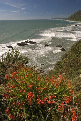 Pflanzen Meer Westkueste Neuseeland