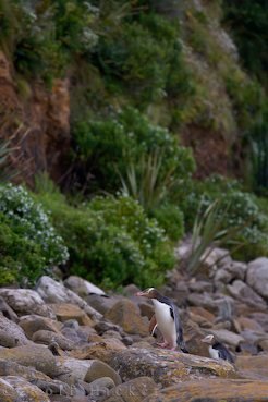 Pinguin Bild Paerchen Neuseeland