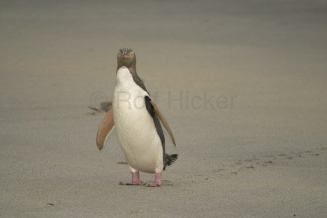 Pinguin Foto Otago Peninsula