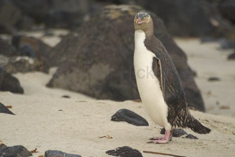 Pinguin Neuseeland Lustiger Vogel