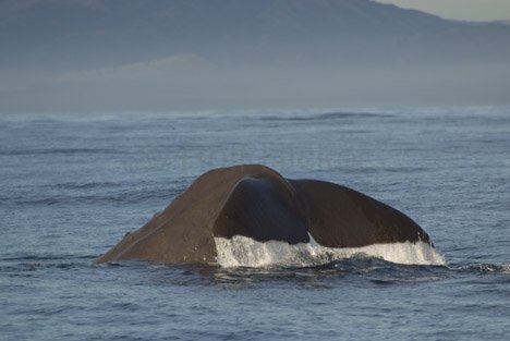 Pottwale Beobachtung Neuseeland Kakoura