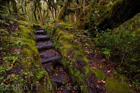 Reisetipps Reiserouten Neuseeland Egmont Nationalpark