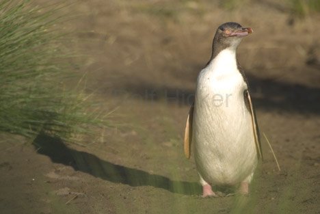 Tierwelt Catlins Gelbaugenpinguin