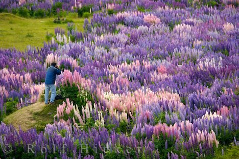 Traum In Pastell Lupinen Fotograf