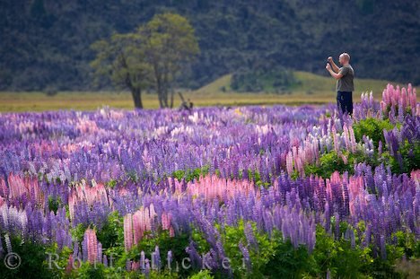 Urlauber Im Blumenmeer Wilde Lupinen Neuseeland