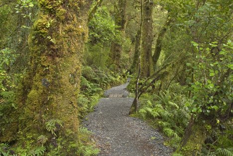 Wanderwege Neuseeland Fiordland Endemisch
