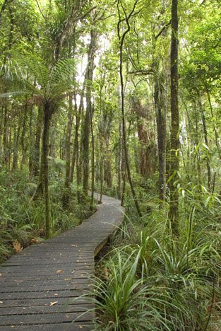 Weg Kauri Forest