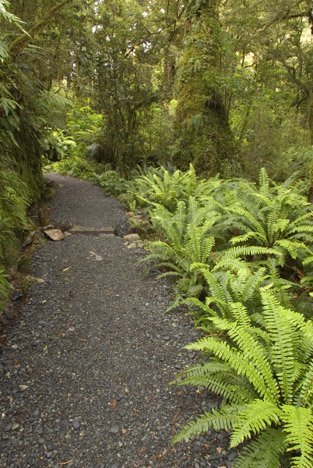 Wege Neuseeland Natur Pur Regenwald