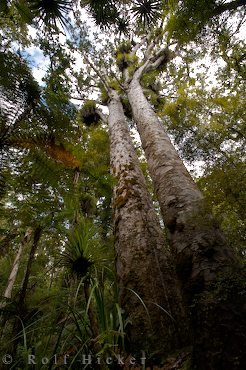 Zwei Kauri Baeume Nordinsel Neuseeland