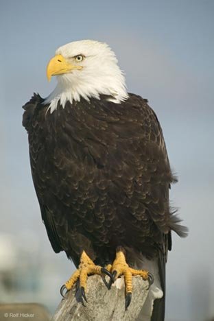 Weisskopfseeadler Adler Kralle Alaska USA