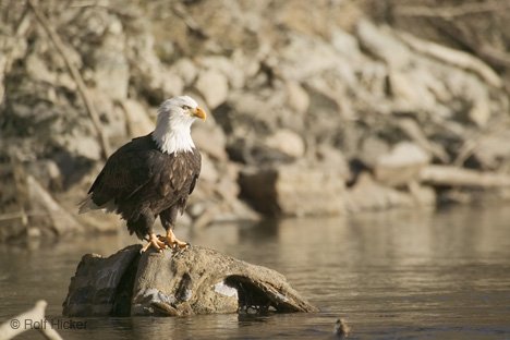Amerikanischer Adler Weisskopfseeadler British Columbia Kanada