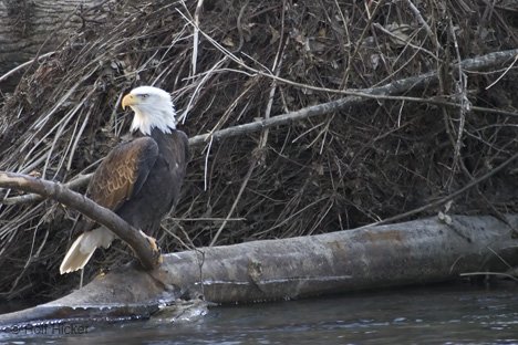 Ruhender Adler Brackendale British Columbia Kanada