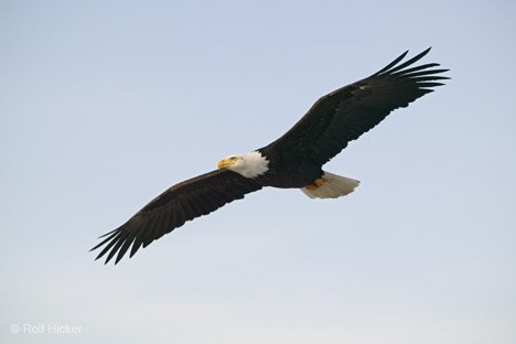 Weißkopfseeadler Gedicht Alaska