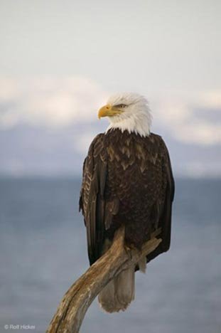 Vogelbild Weisskopfseeadler Alaska USA
