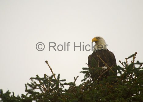 Weißkopfseeadler Aussichtspunkt