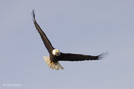 Vogel Weisskopfseeadler im Flug Alaska USA