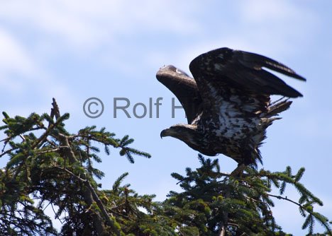 Weisskopfseeadler Raubvogel Haliaeetus Leucocephalus