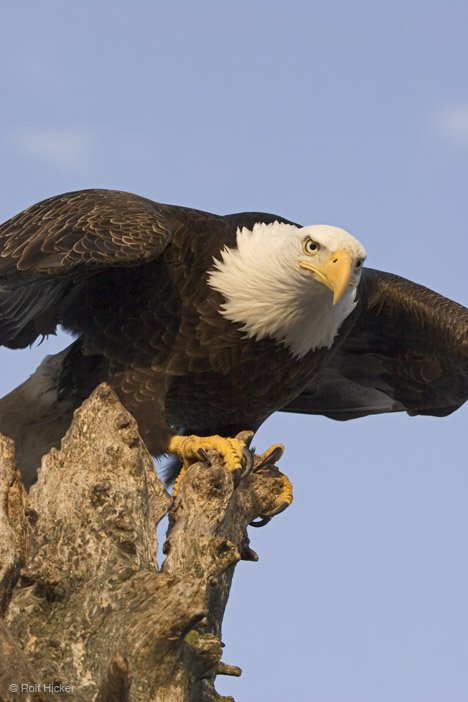 Weisskopfseeadler Adler Kopf Alaska USA